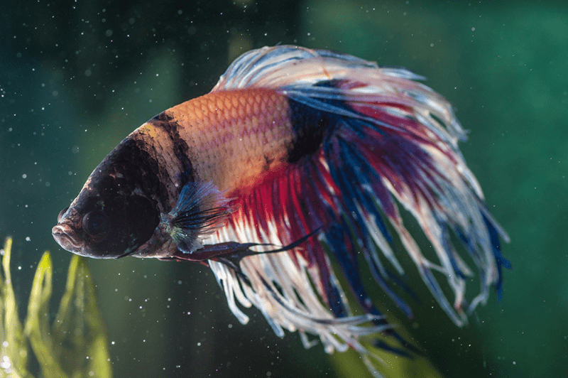 How To Treat Swim Bladder Disease In Betta Fish?