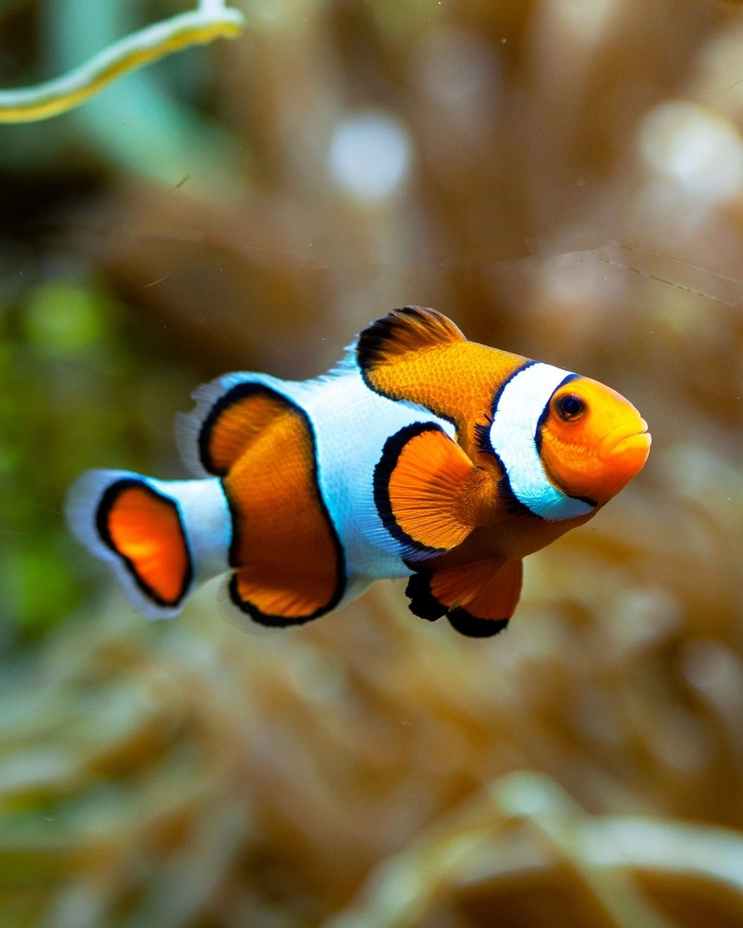 clown fish