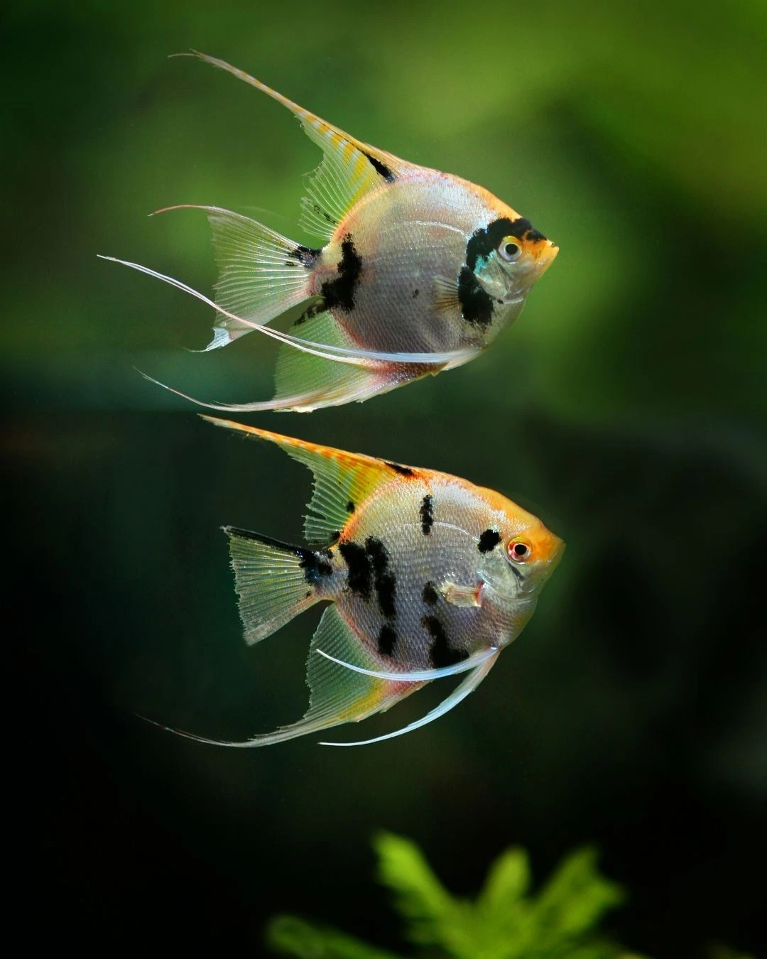 angel fish