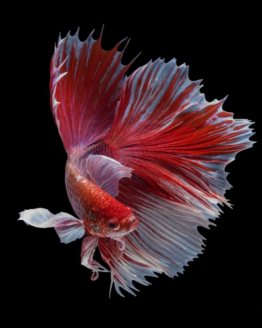 siamese fish