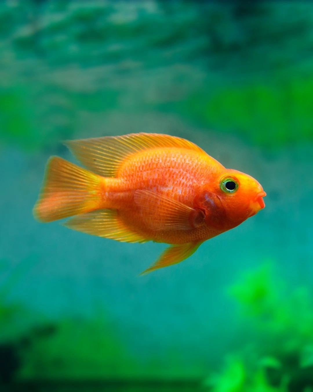 oscar fish