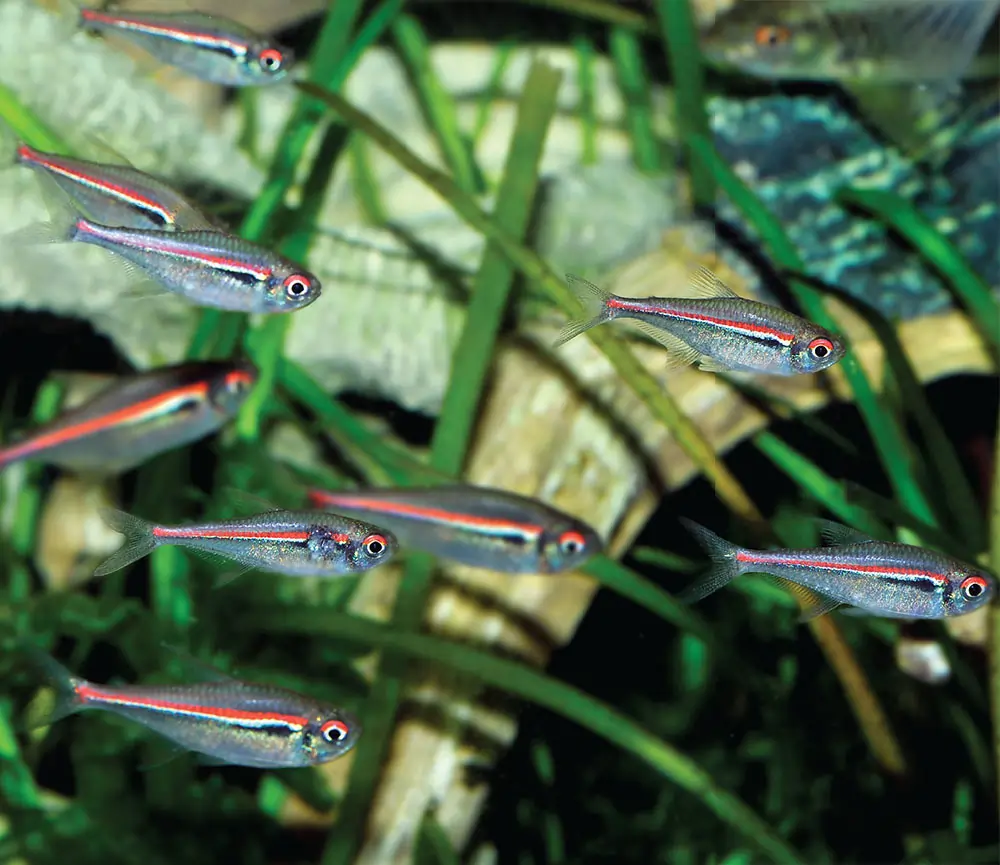 African Dwarf Frog Tank Mates