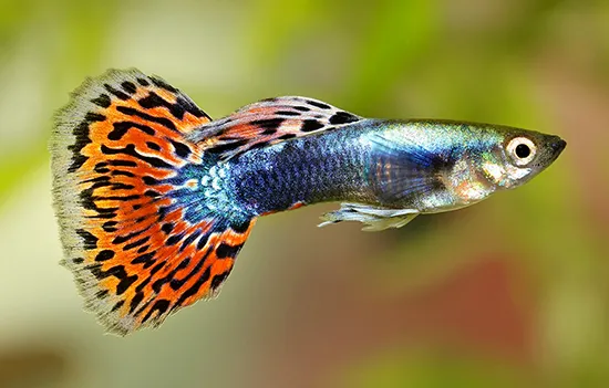 Neon Tetra Fish Tank Mates