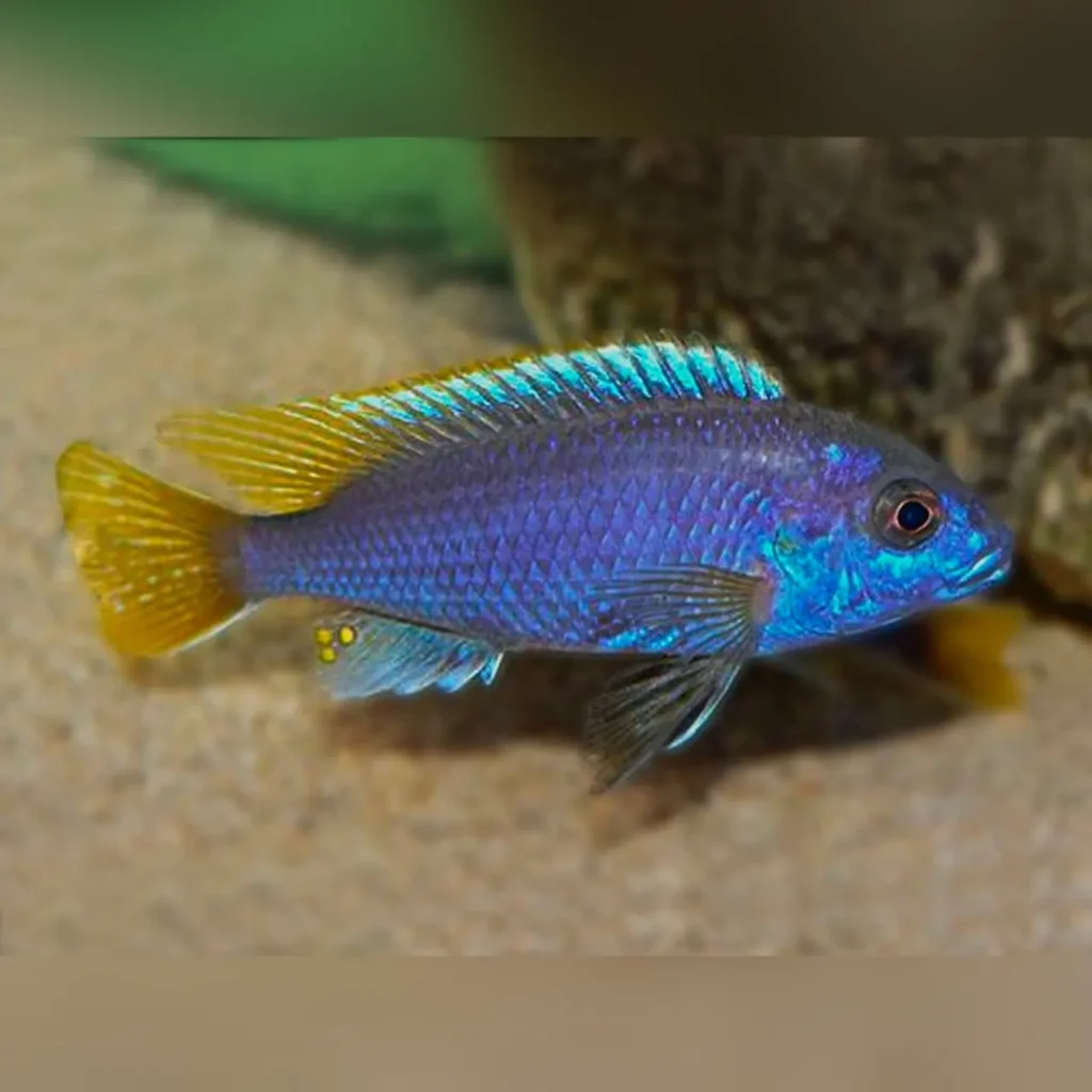 Electric Yellow Cichlid Fish Tank Mates
