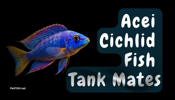 Acei Cichlid Fish Tank Mates