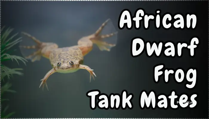 African Dwarf Frog Tank Mate