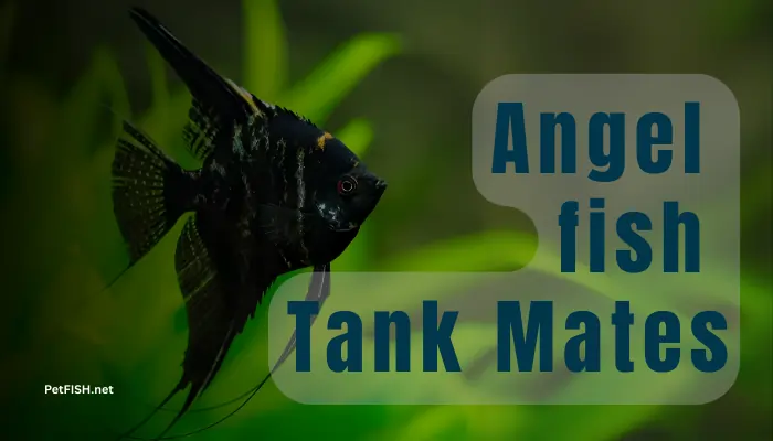 Angel fish Tank Mates