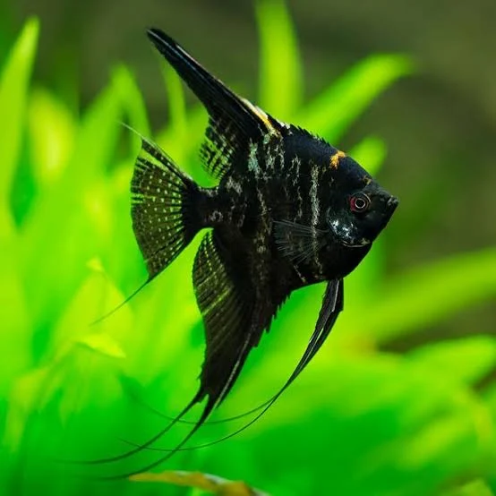 Pleco Fish Tank Mates