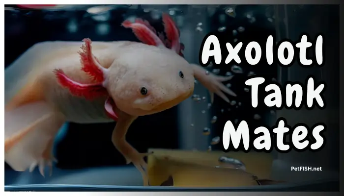 Axolotl Tank Mates