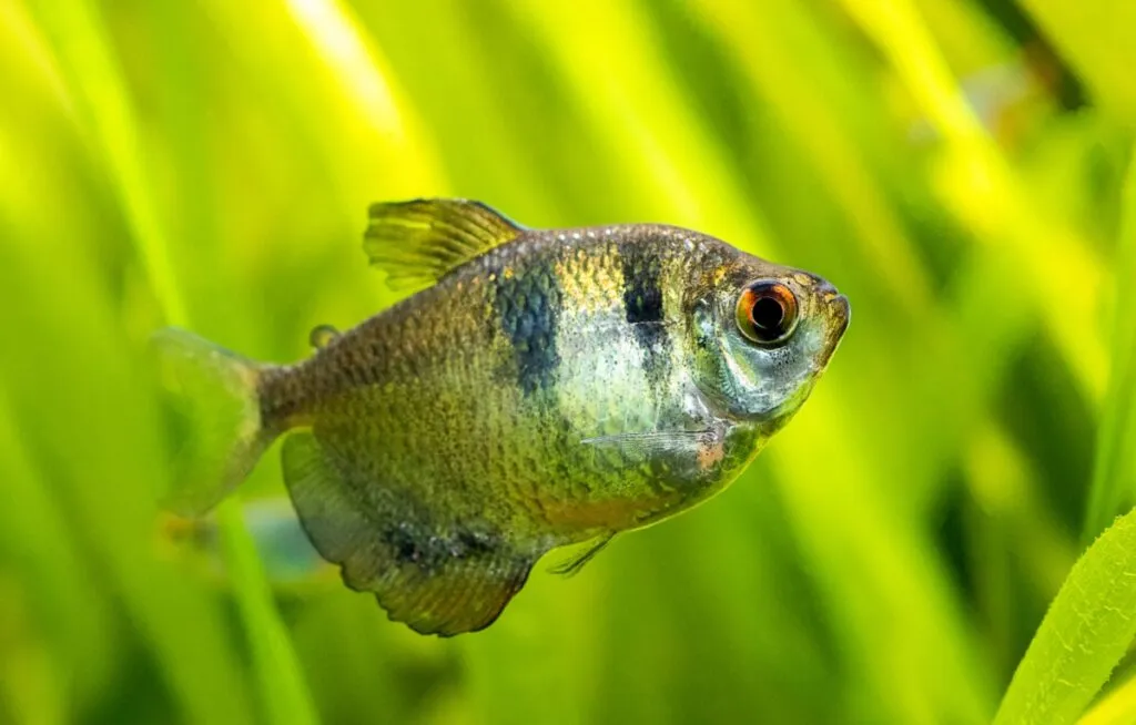 Angelfish Tank Mates
