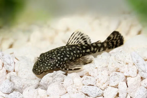 Angelfish Tank Mates