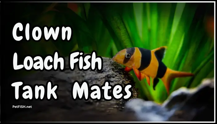 Clown Loach Fish Tank Mates