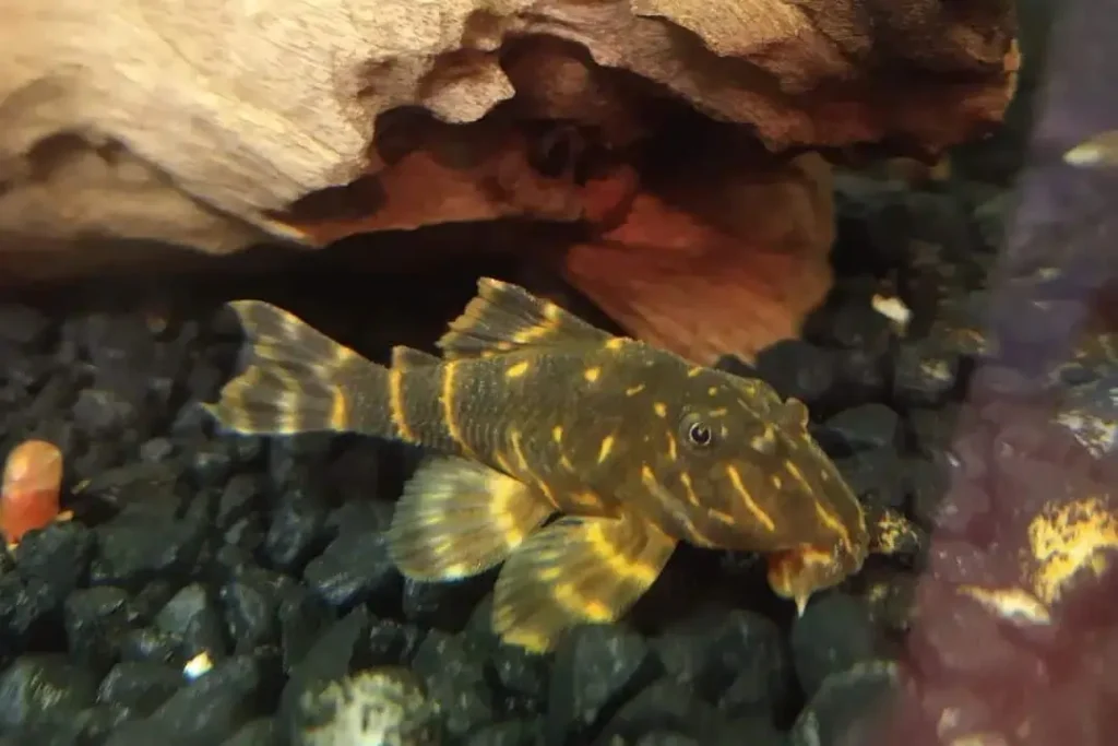 Silver Dollar Fish Tank Mates