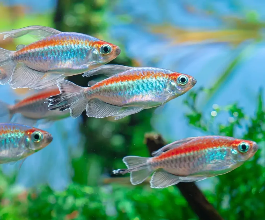 Silver Dollar Fish Tank Mates