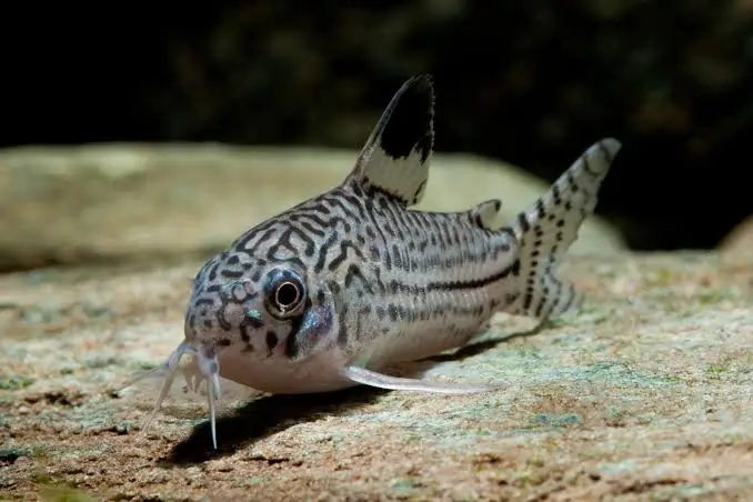 Clown Loach Fish Tank Mates