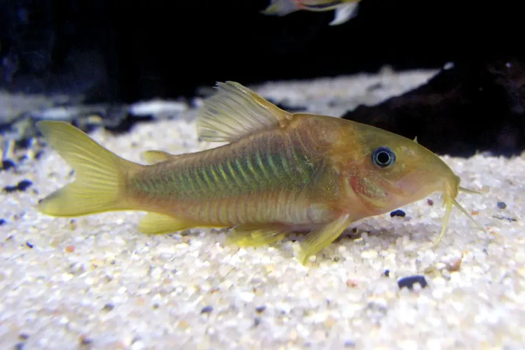 Neon Tetra Fish Tank Mates