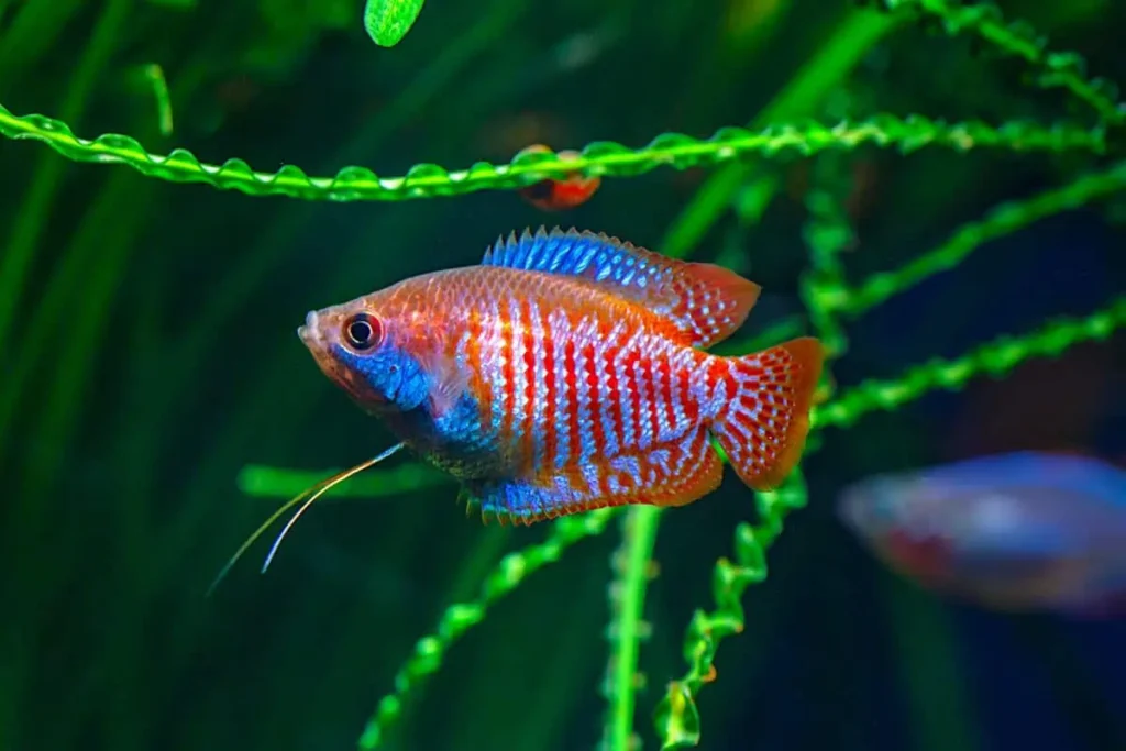 Neon Tetra Fish Tank Mates