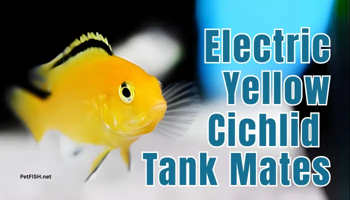 Electric Yellow Cichlid Fish Tank Mates
