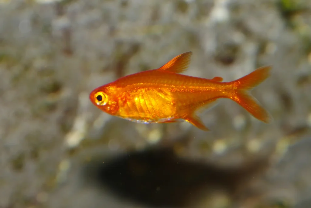Neon Tetra Fish Tank Mates