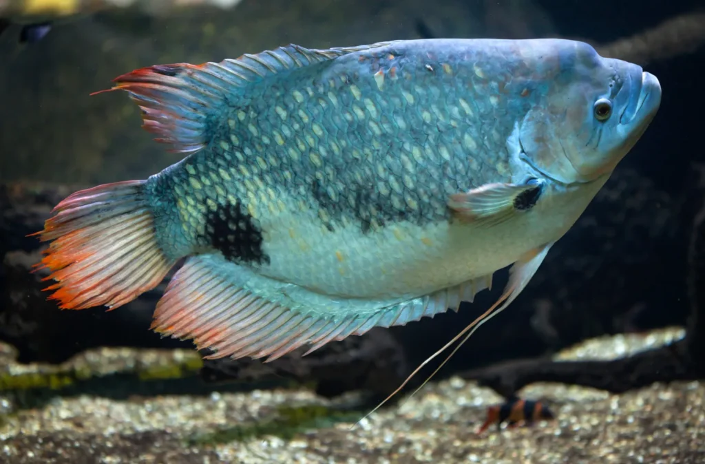 Silver Dollar Fish Tank Mates