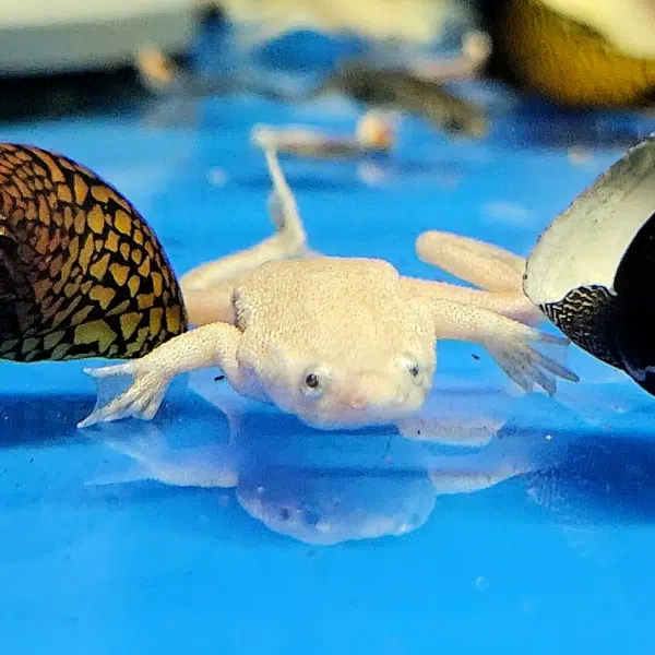 African Dwarf Frog Tank Mates