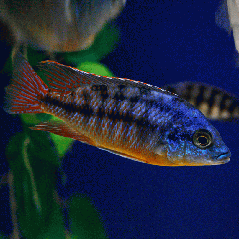 Peacock Cichlid Fish Tank Mates