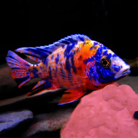 Peacock Cichlid Fish Tank Mates