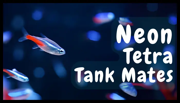 Neon Tetra Fish Tank Mates