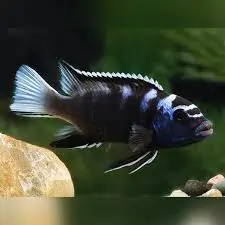 Acei Cichlid Fish Tank Mates
