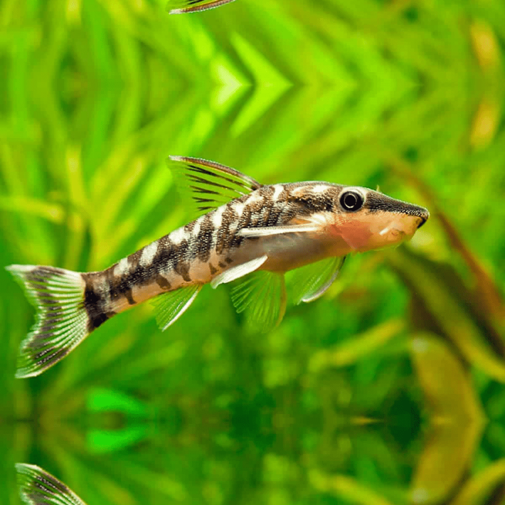Neon Tetra Fish Tank Mates