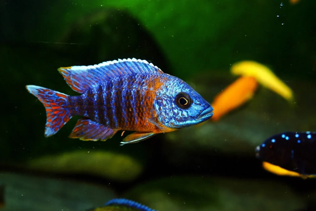 Acei Cichlid Fish Tank Mates