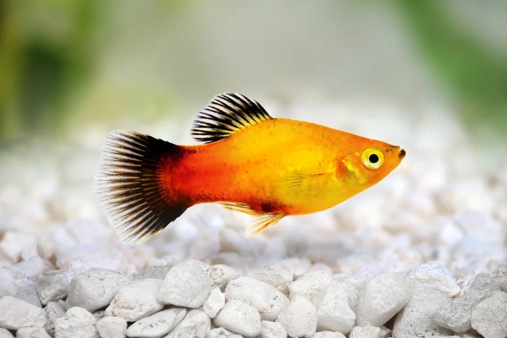 Neon Tetra Fish Tank Mates