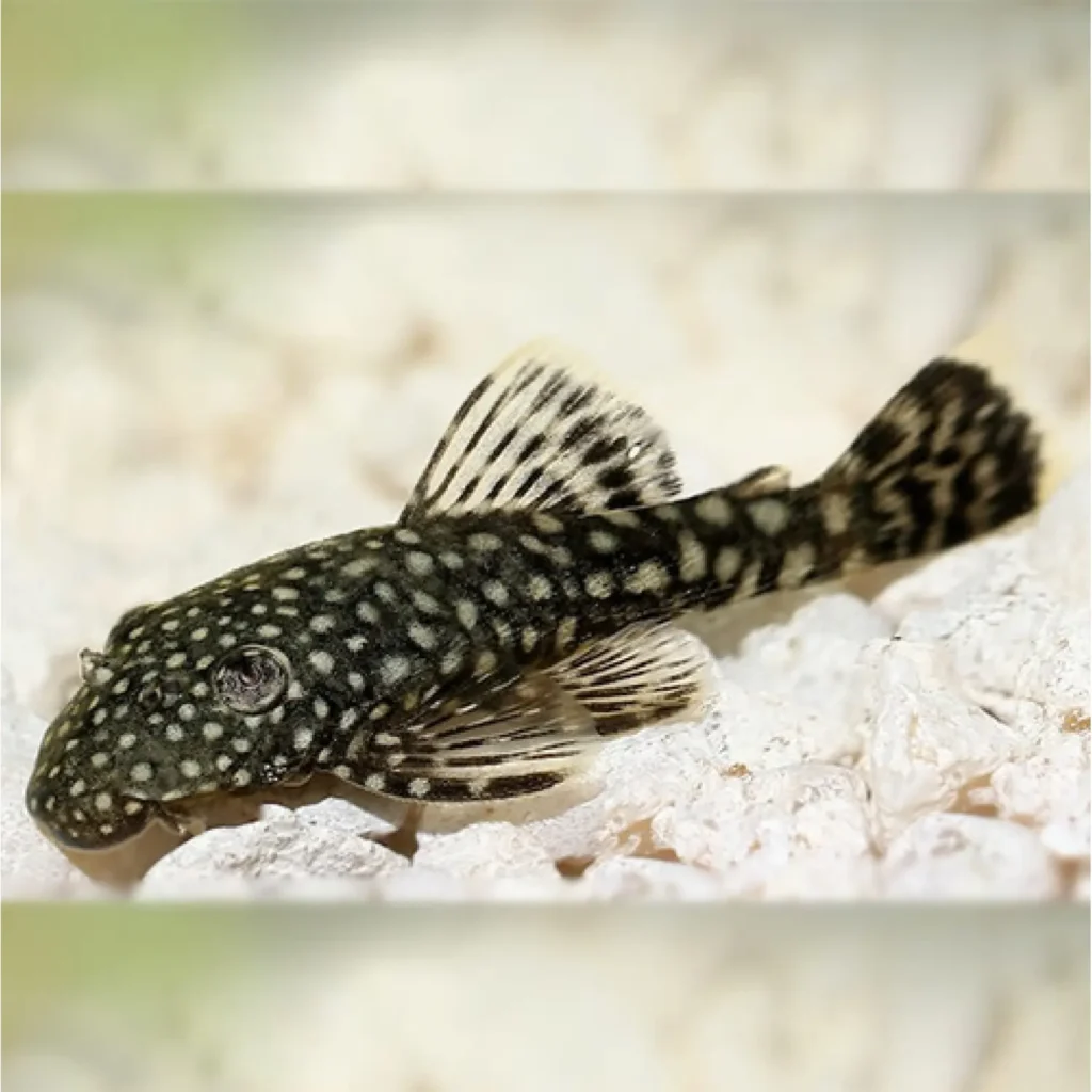 Clown Loach Fish Tank Mates