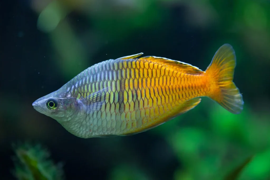Peacock Cichlid Fish Tank Mates
