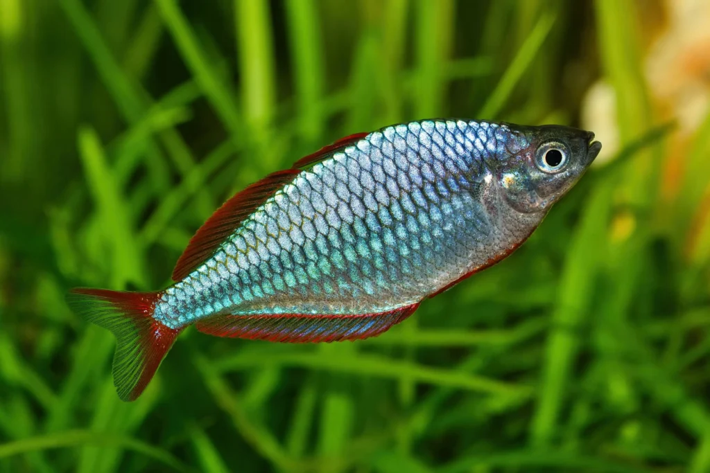 Electric Yellow Cichlid Fish Tank Mates