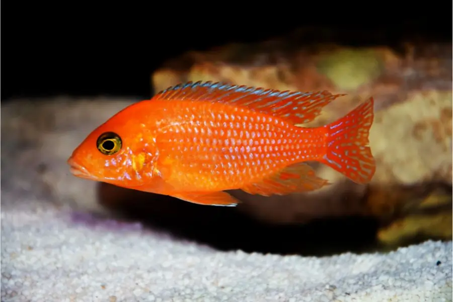 Electric Yellow Cichlid Fish Tank Mates