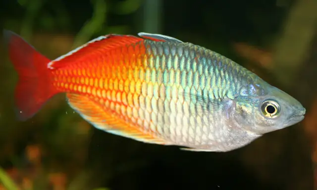 Silver Dollar Fish Tank Mates