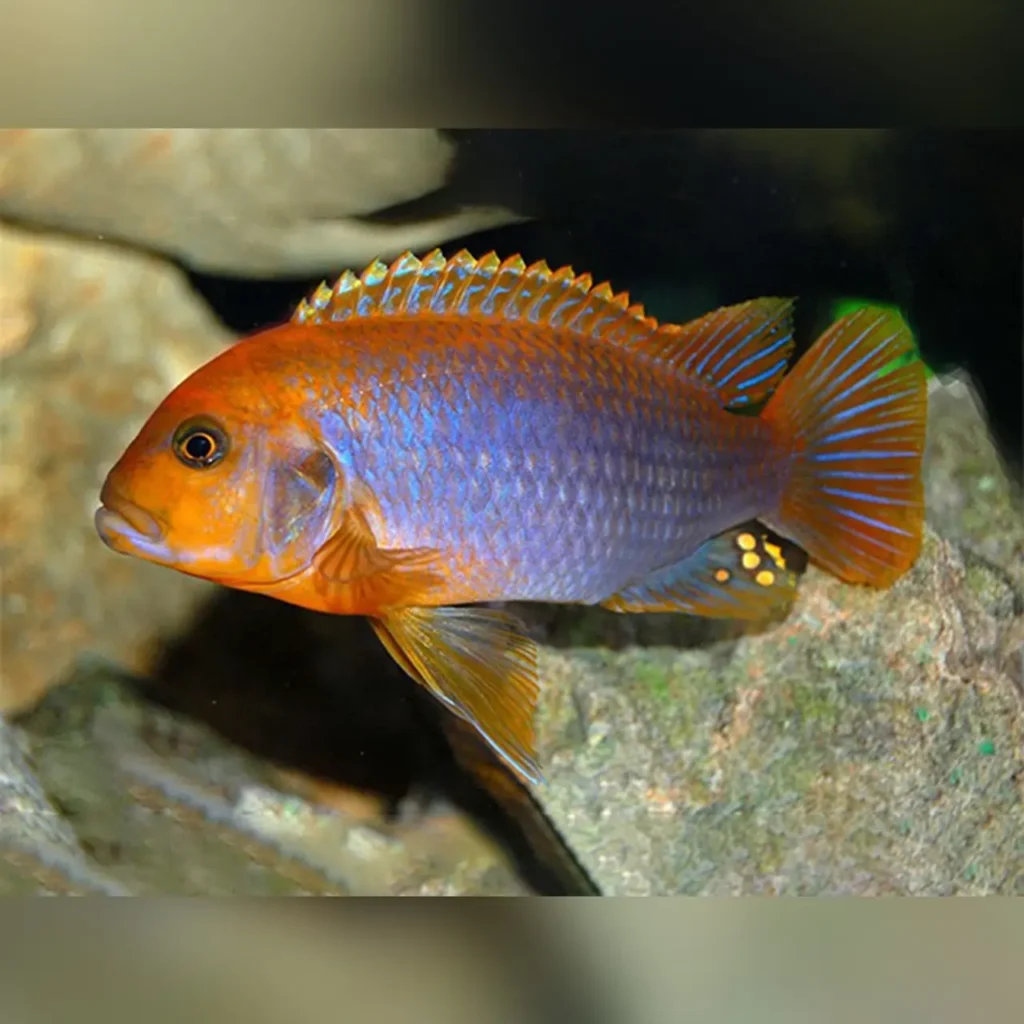 Acei Cichlid Fish Tank Mates