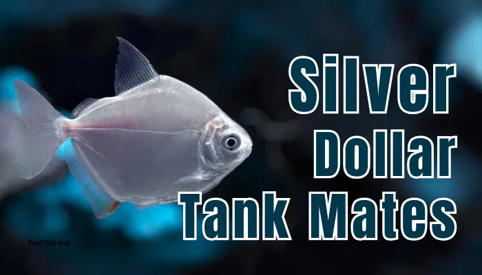Silver Dollar Tank Mates