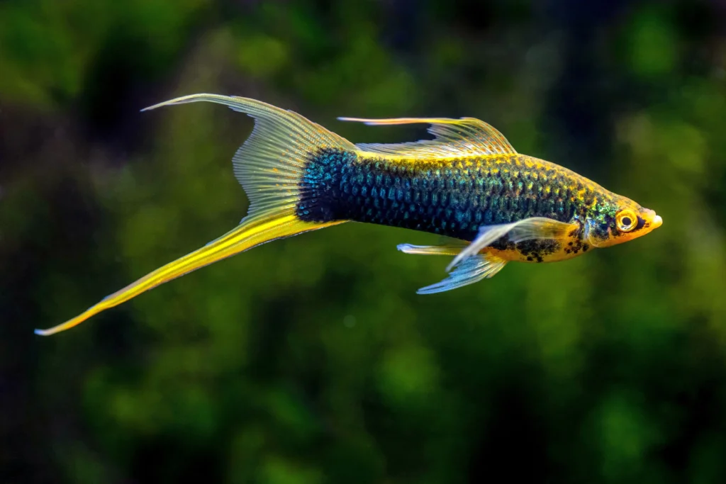 Pleco Fish Tank Mates