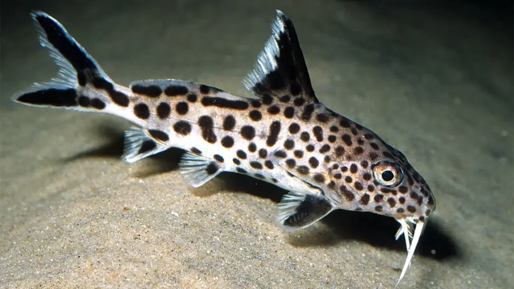 Acei Cichlid Fish Tank Mates