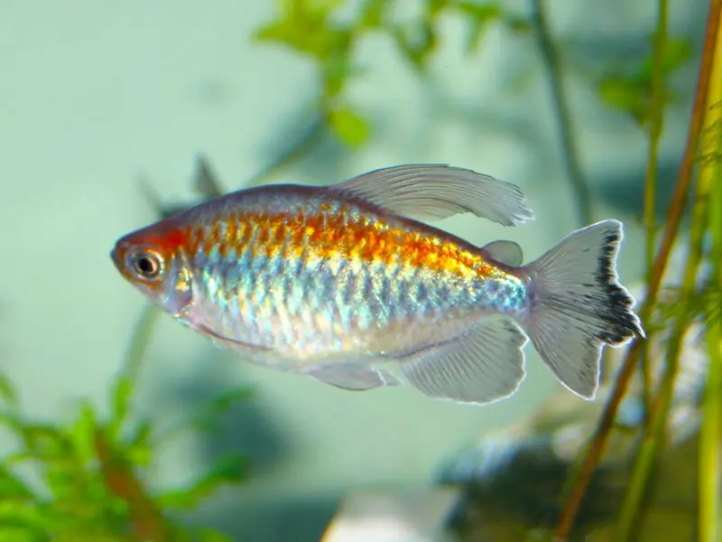 Clown Loach Fish Tank Mates