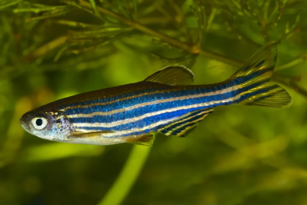 Neon Tetra Fish Tank Mates