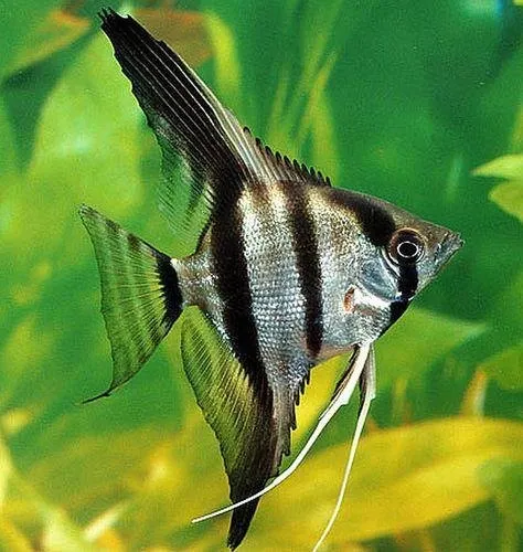 Silver Dollar Fish Tank Mates