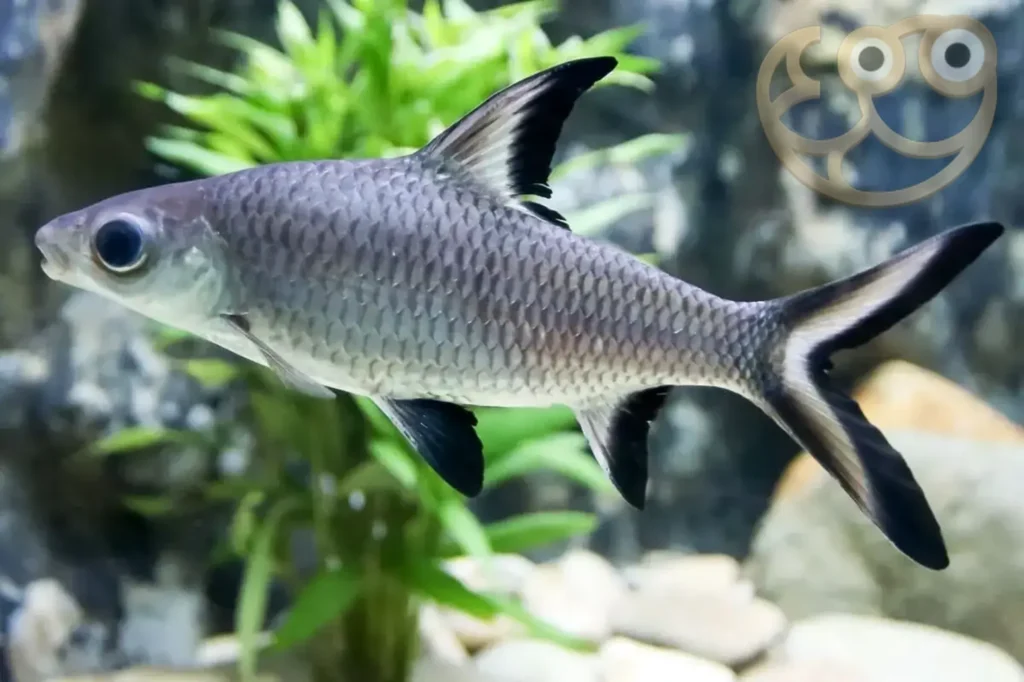 Silver Dollar Fish Tank Mates