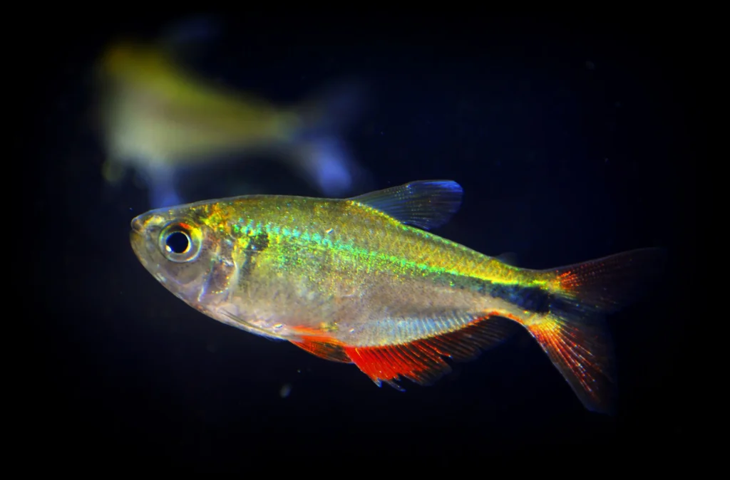 Silver Dollar Fish Tank Mates