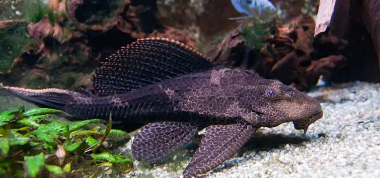 Peacock Cichlid Fish Tank Mates