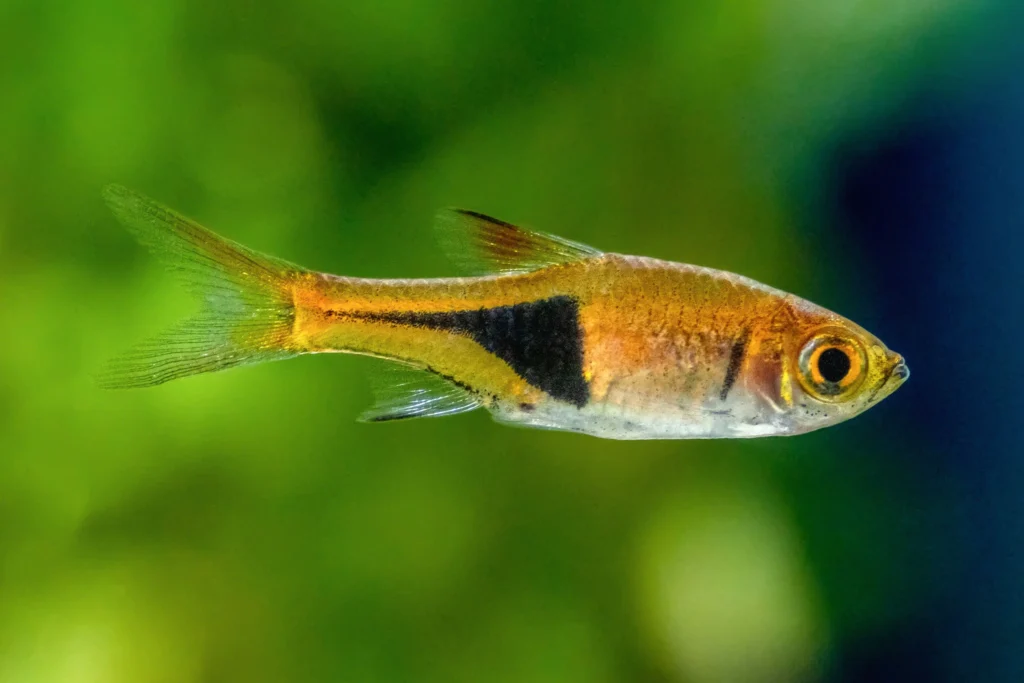 African Dwarf Frog Tank Mates