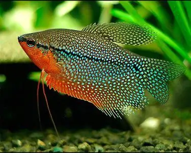 Angelfish Tank Mates