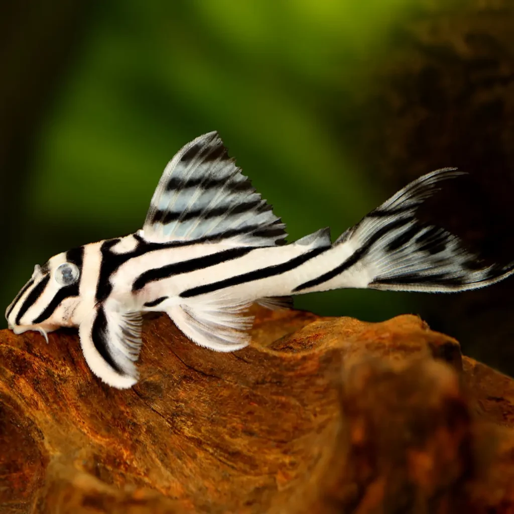 Pleco Fish Tank Mates